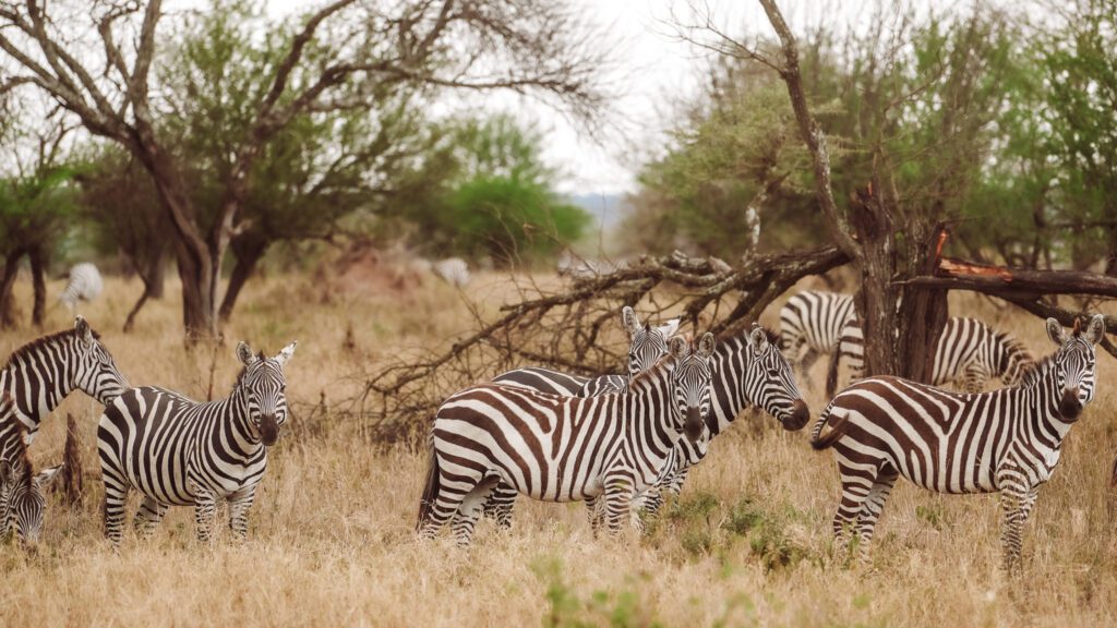 Zebra crossing in the Serengeti on safari!