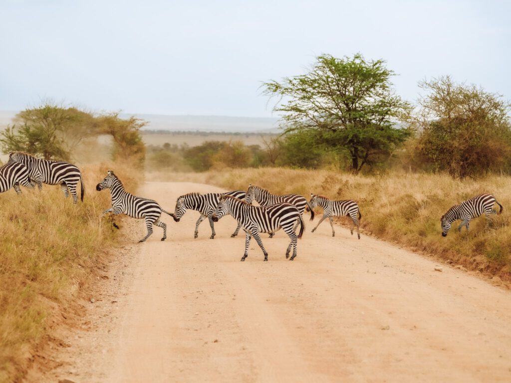 Zebras crossing the road in the Serengeti National Park, with no one else around!