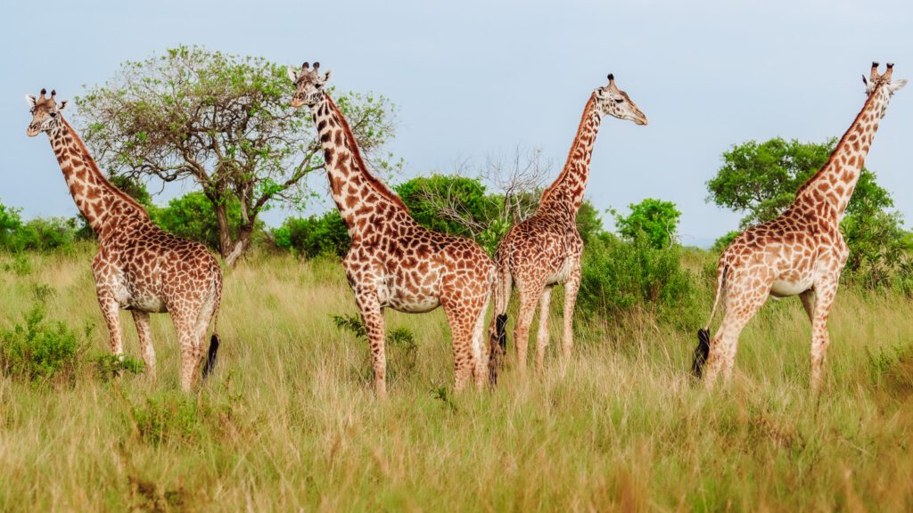 giraffes in the Serengeti on our safari