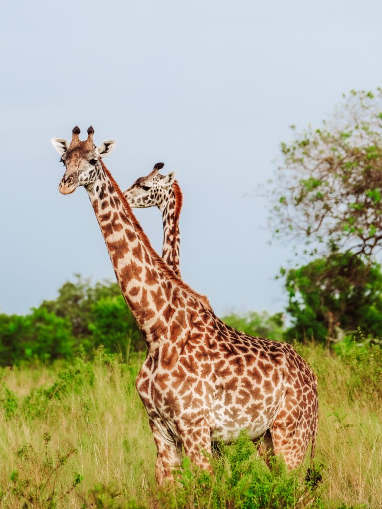 African Serengeti Safari