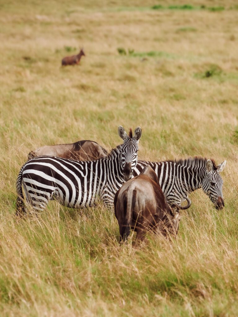 zebra