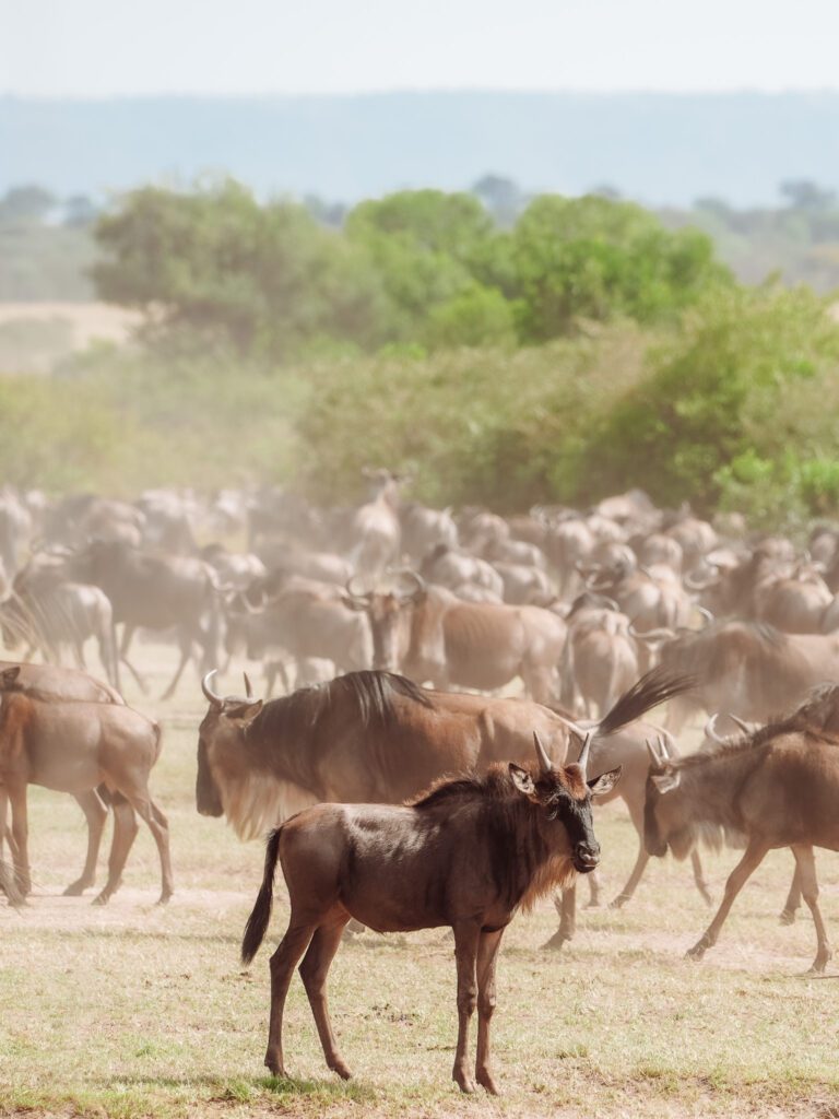 African Serengeti Safari