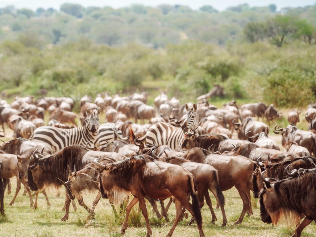 wildebeest and zebra at the Great Migration crossing