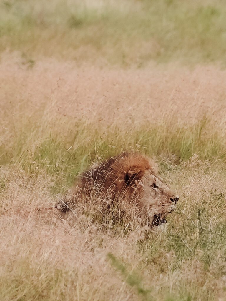lion watching a zebra in the grasses