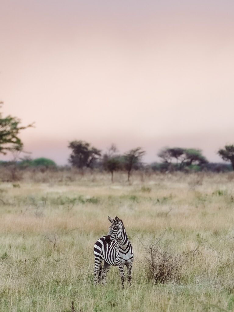 a zebra narrowly missing being caught by a lion