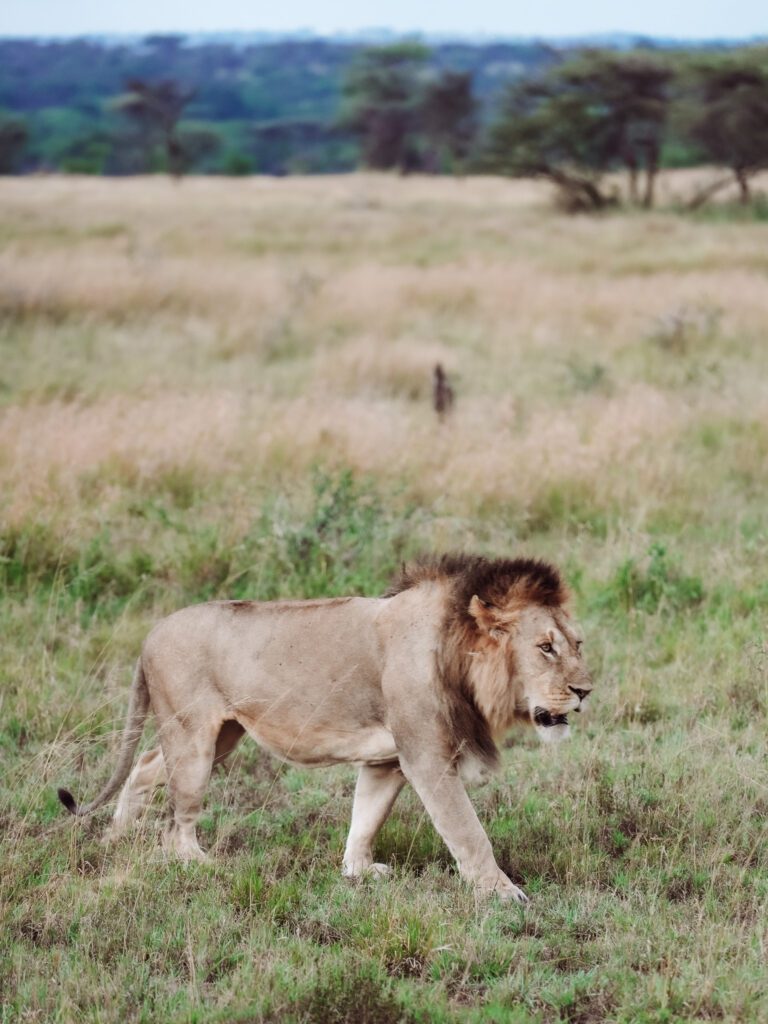 lions on the best safari in africa