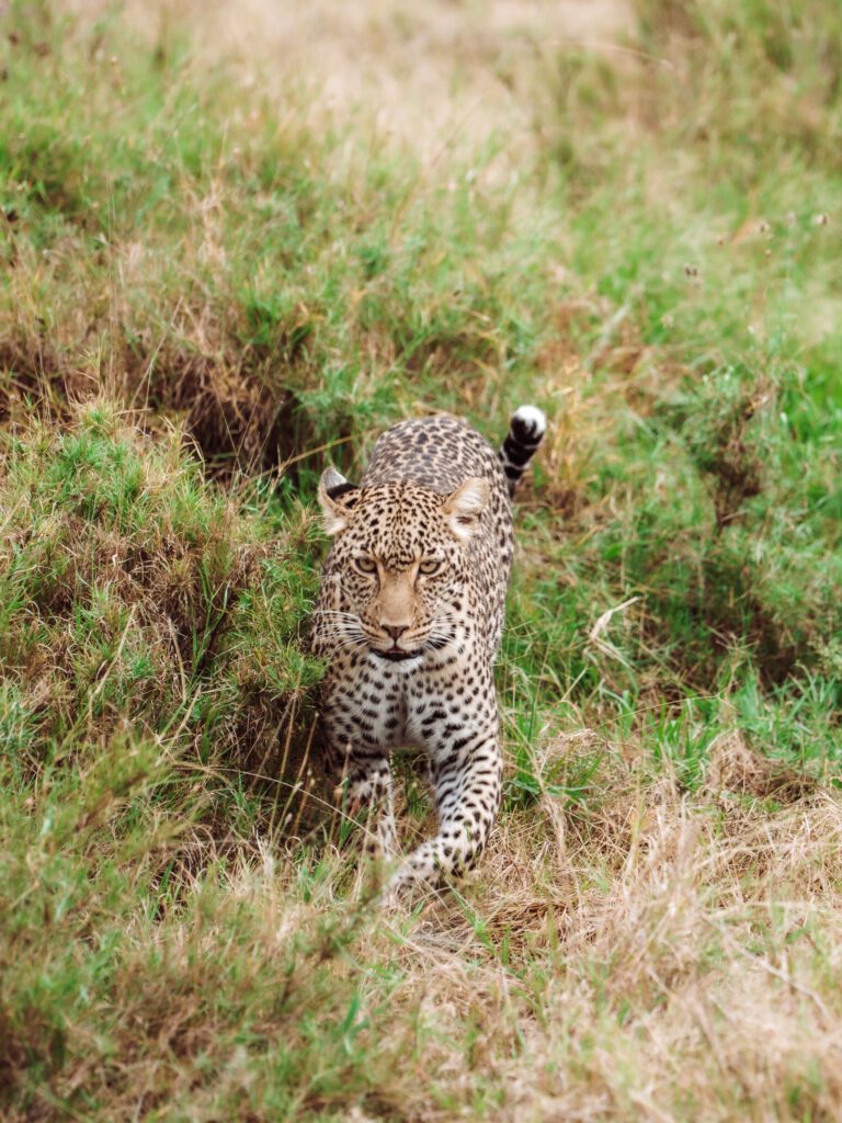 A leopard walks towards our safari jeep in Serengeti