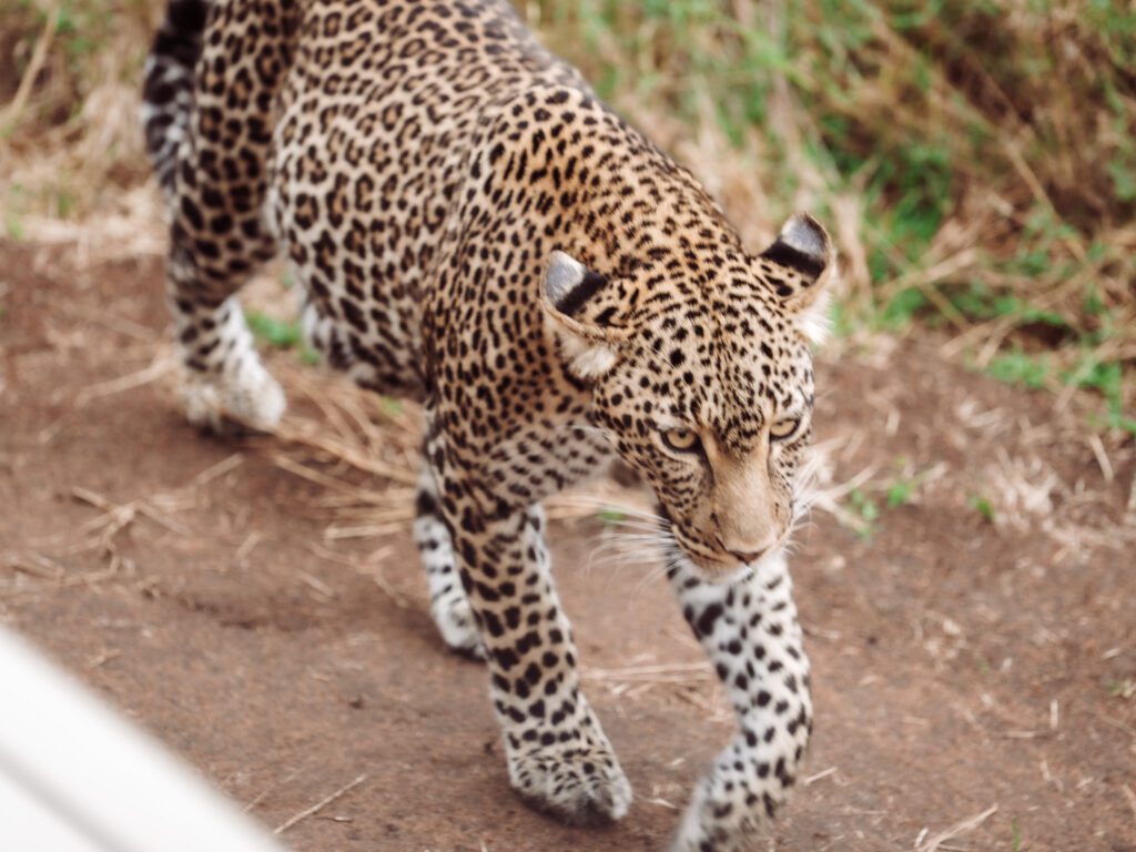Our guide got us front and centre to see a leopard on our African Serengeti Safari