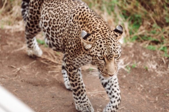 Our 7 Day Tanzania Safari Itinerary (2026): Costs, Big 5 Sightings & Honest Review