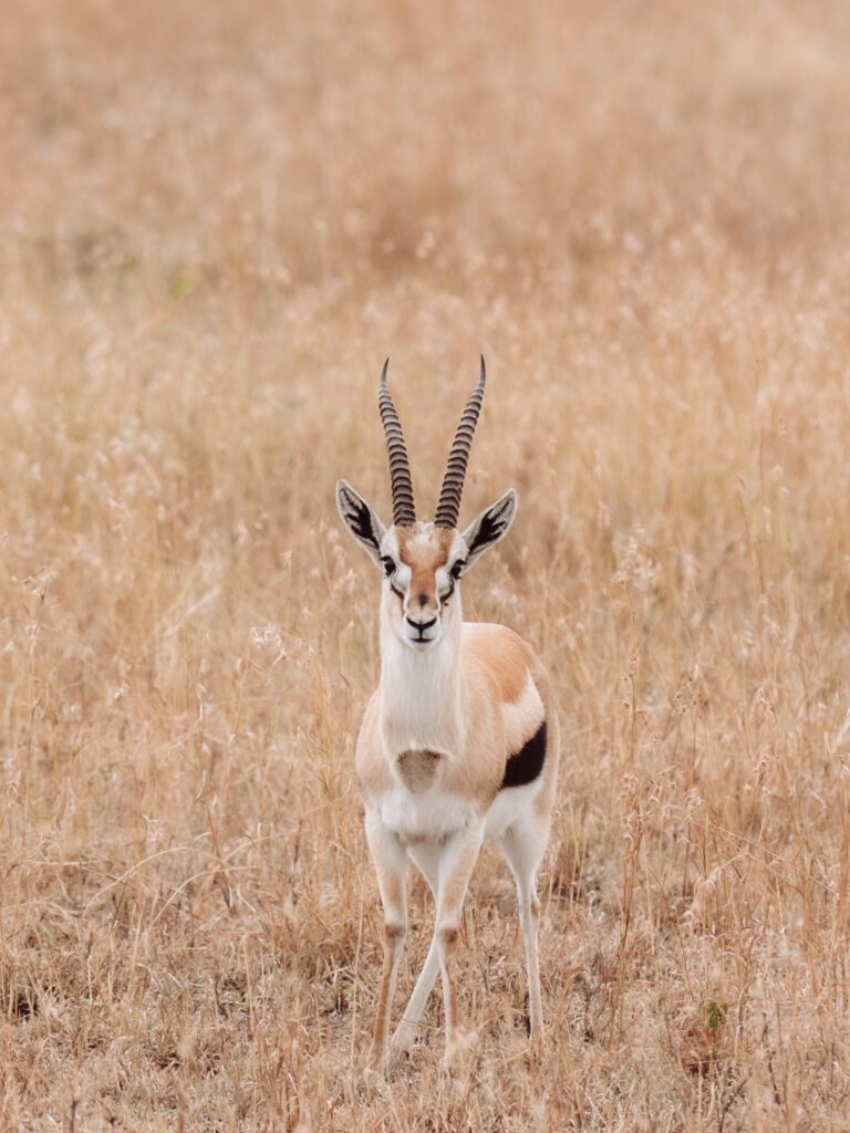 on safari in Ngorongoro Crater