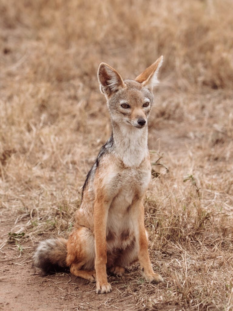 On safari in Ngorongoro Crater