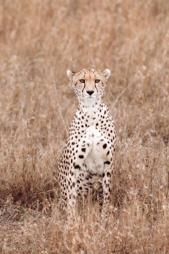 stunning cheetah in the Serengeti