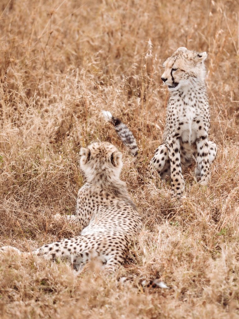 Baby cheetahs on our African Serenegti safari