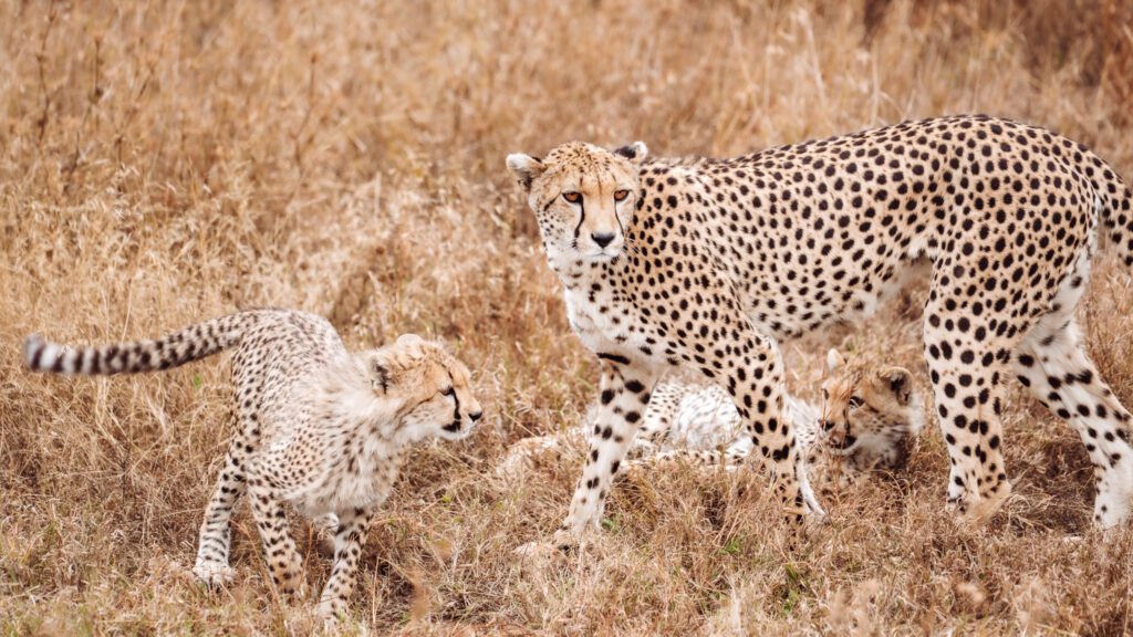 cheetah cubs and mother in Tanzania Serengeti Safari