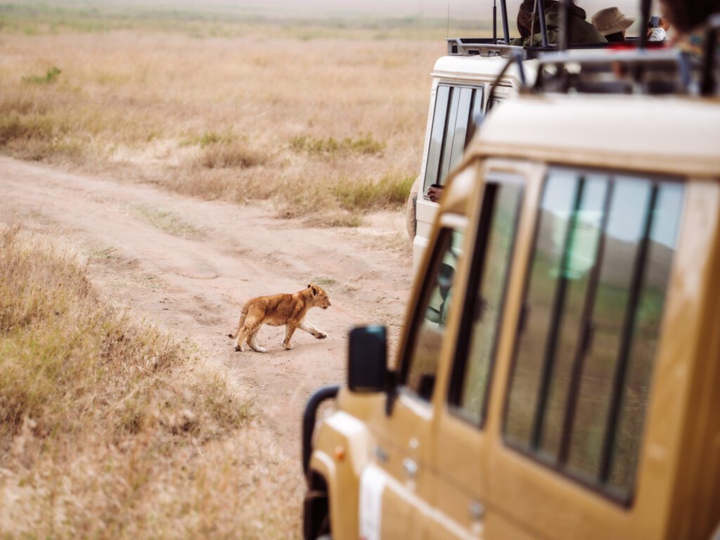 Lion cub walking in front of our jeep on our African Serenegti safari