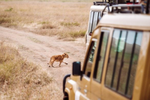 First Time Safari Tips: 13 Things We Wish We Knew Before Africa