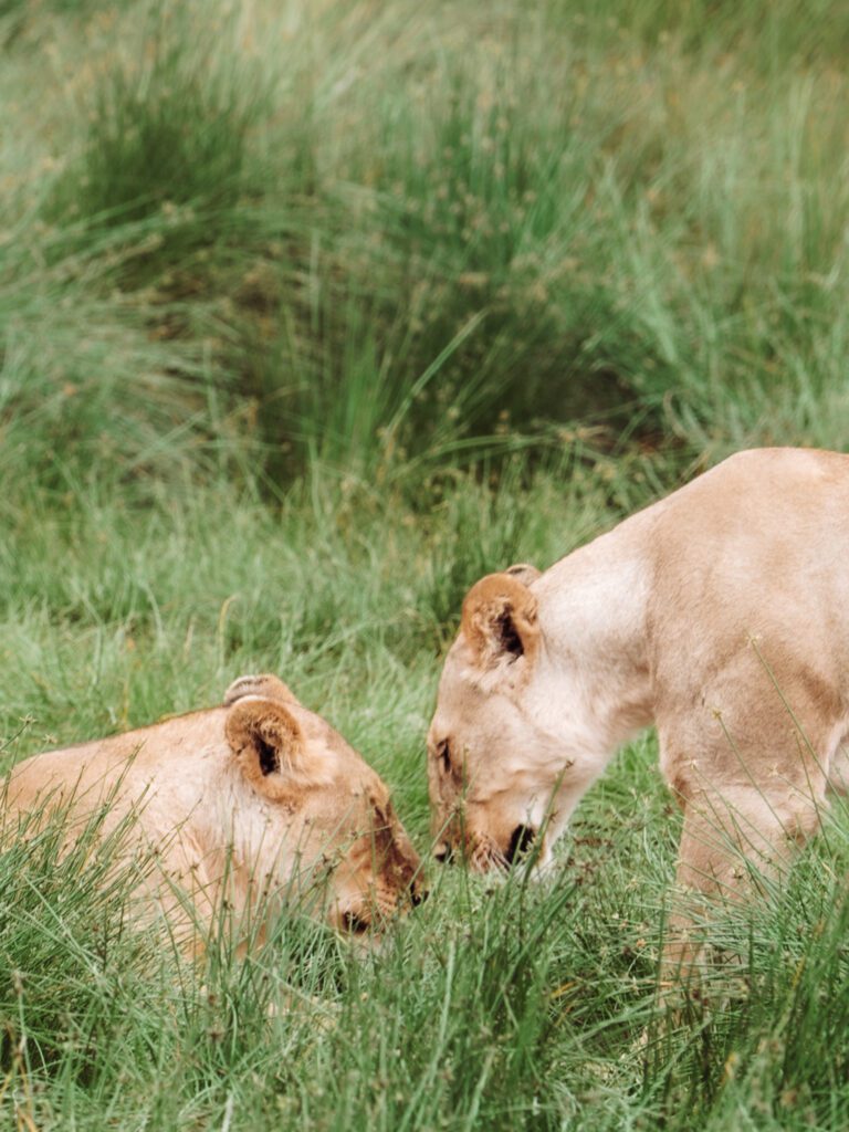 A huge lion pride of 24 lions in Ngorongoro Crater