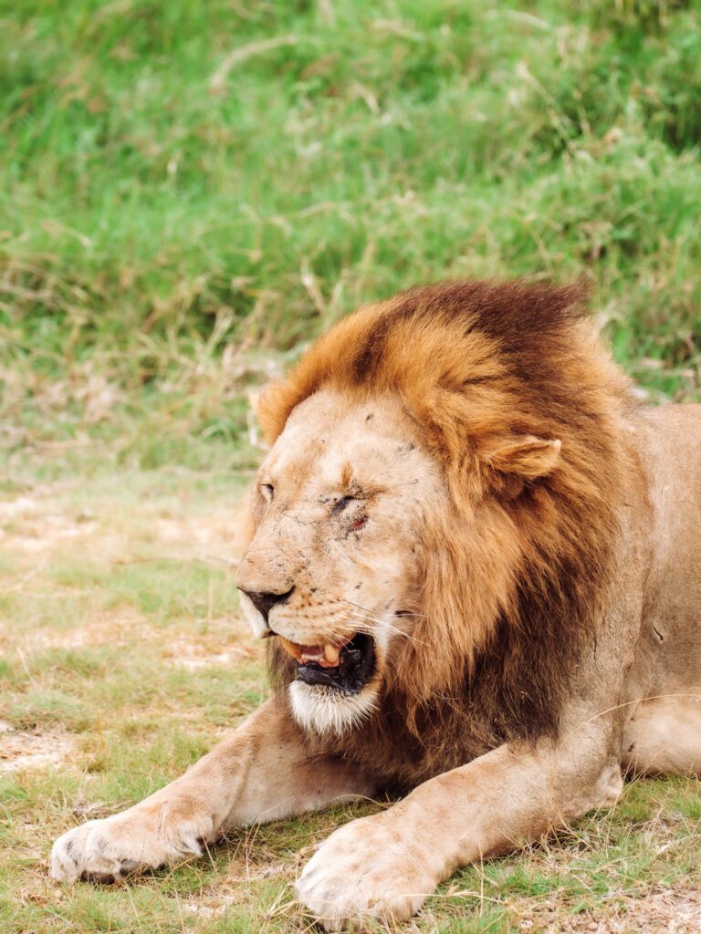 male lion