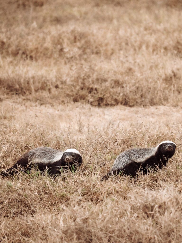 Honey badgers on our Tanzania Serengeti Safari