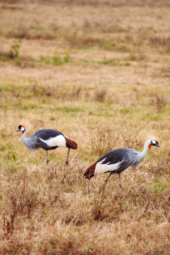 on safari in Ngorongoro Crater
