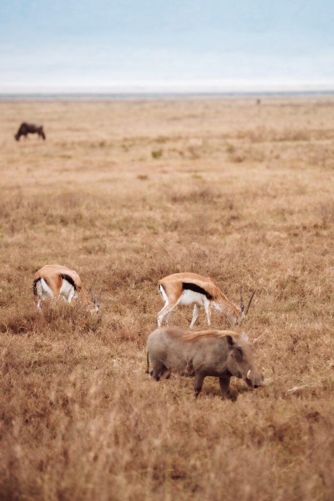 On safari in Ngorongoro Crater