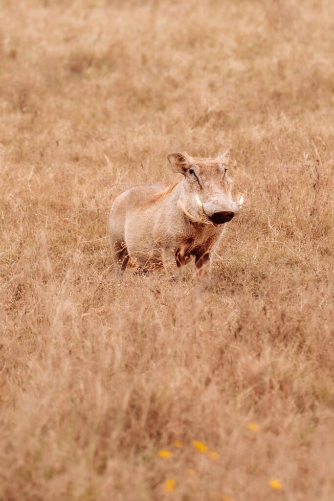 pumba 