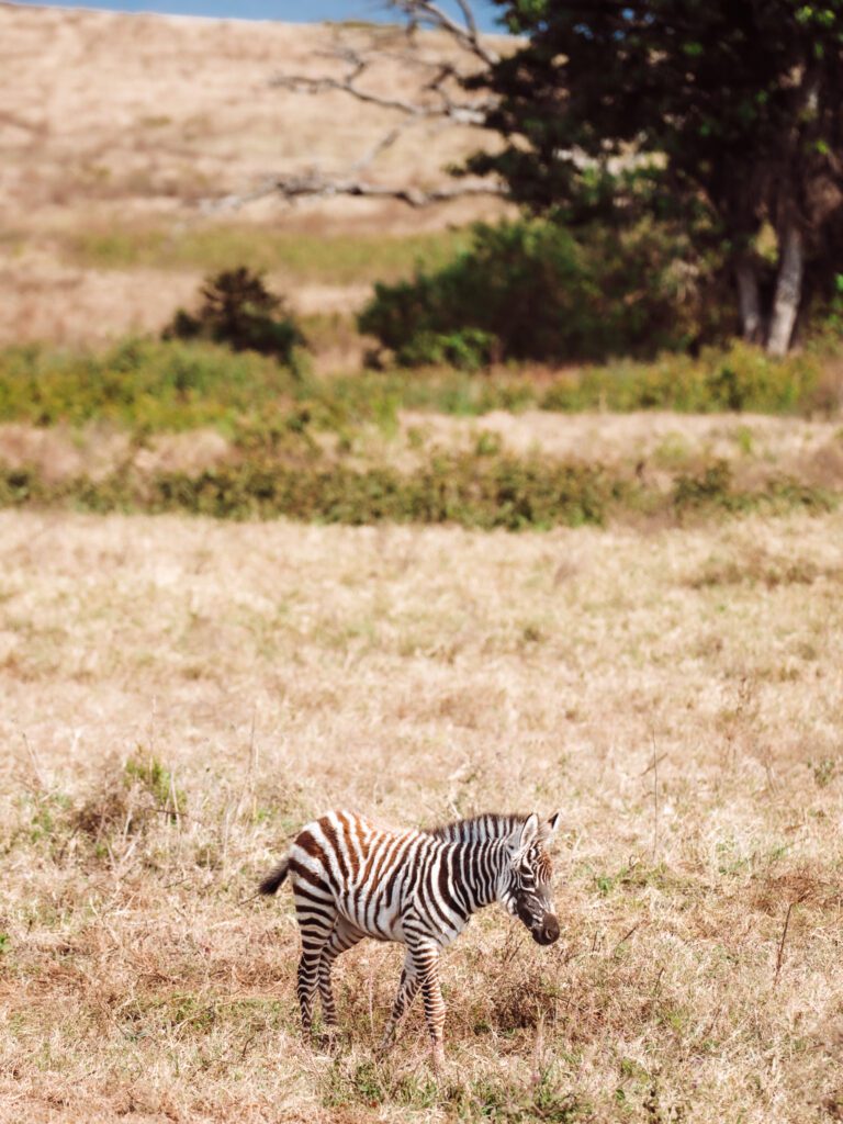 baby zebra while on safari in Ngorongoro Crater