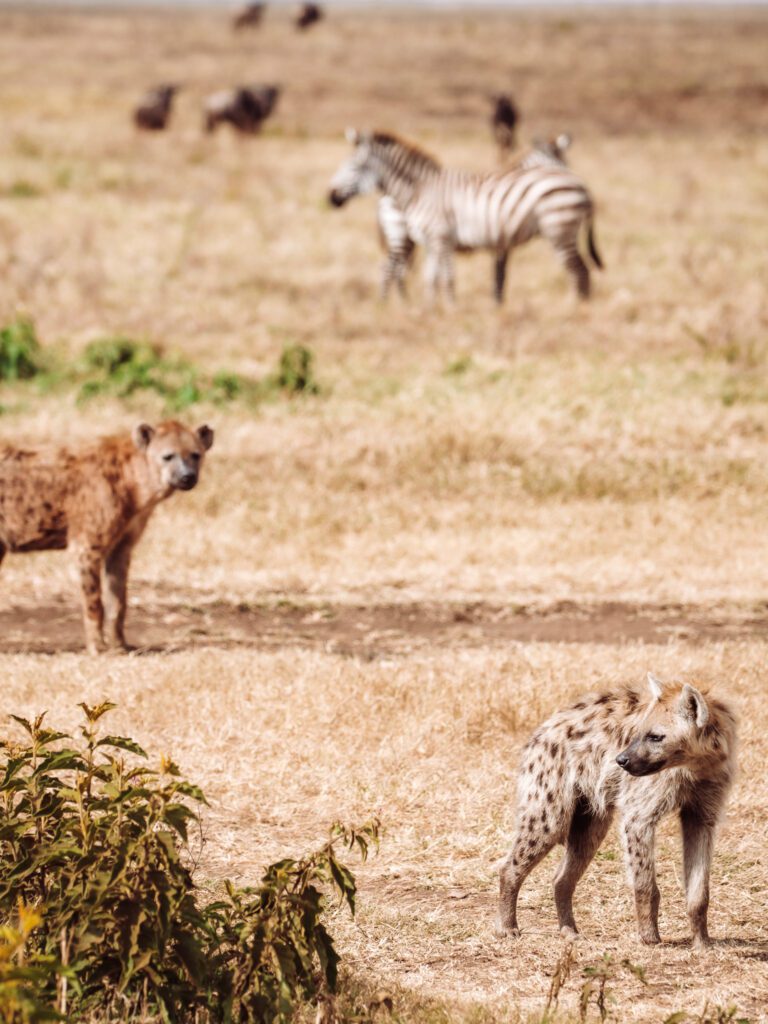 on safari in Ngorongoro Crater