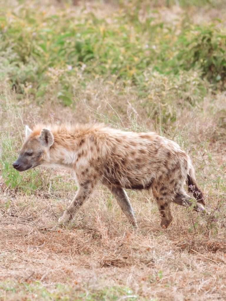 hyena in the serengeti