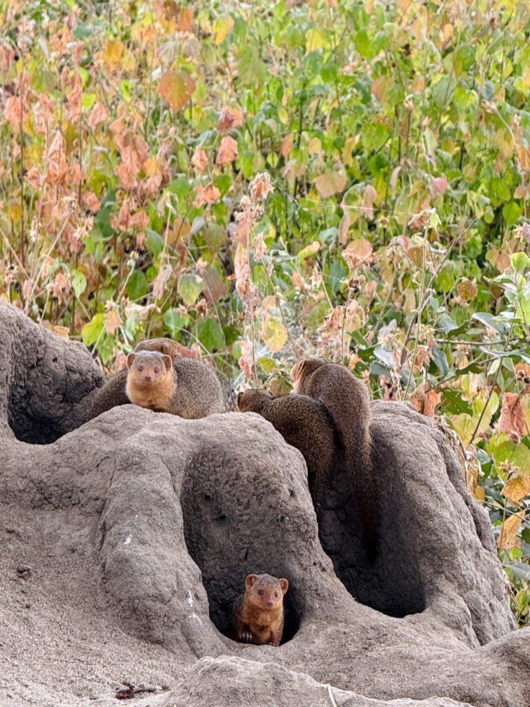 Mongoose on our African Serengeti Safari