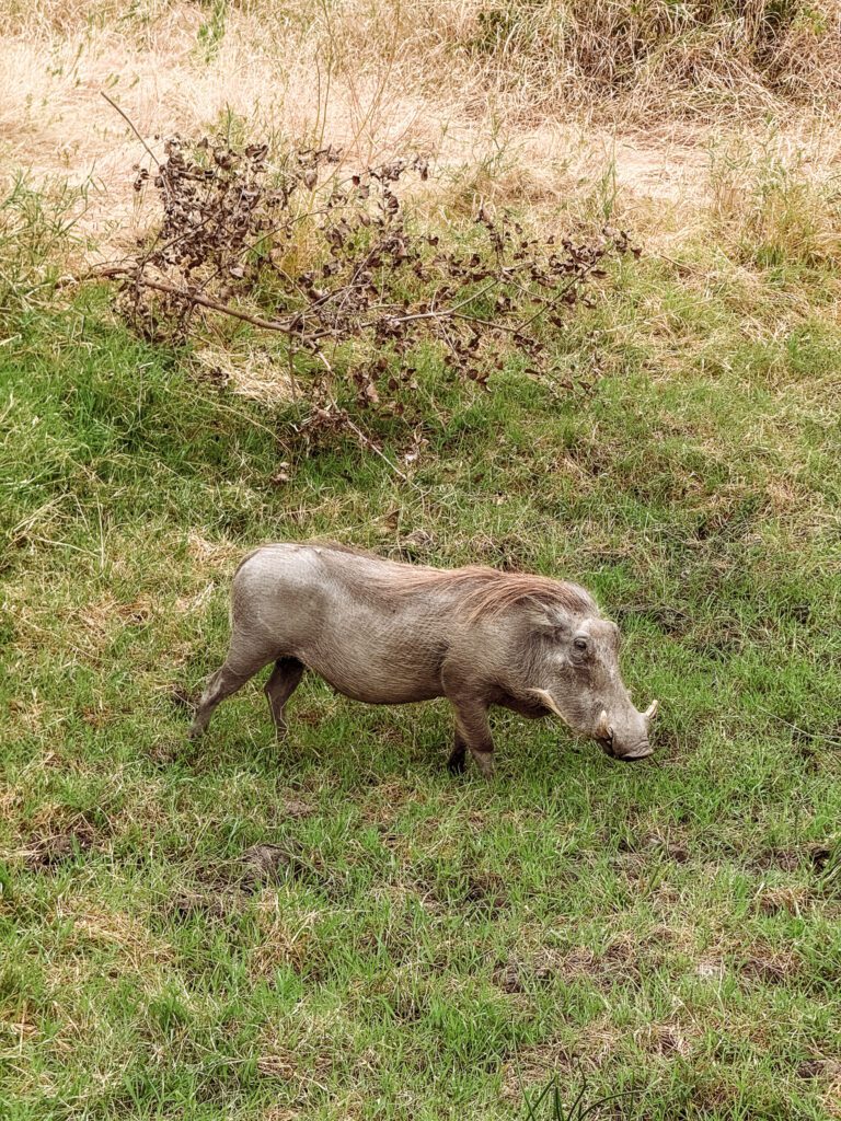 Pumba 