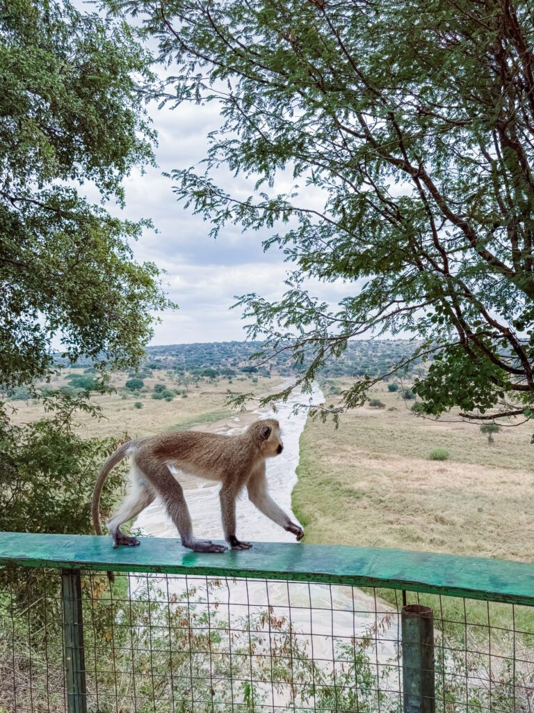 picnic lunch spot on our African Serengeti Safari