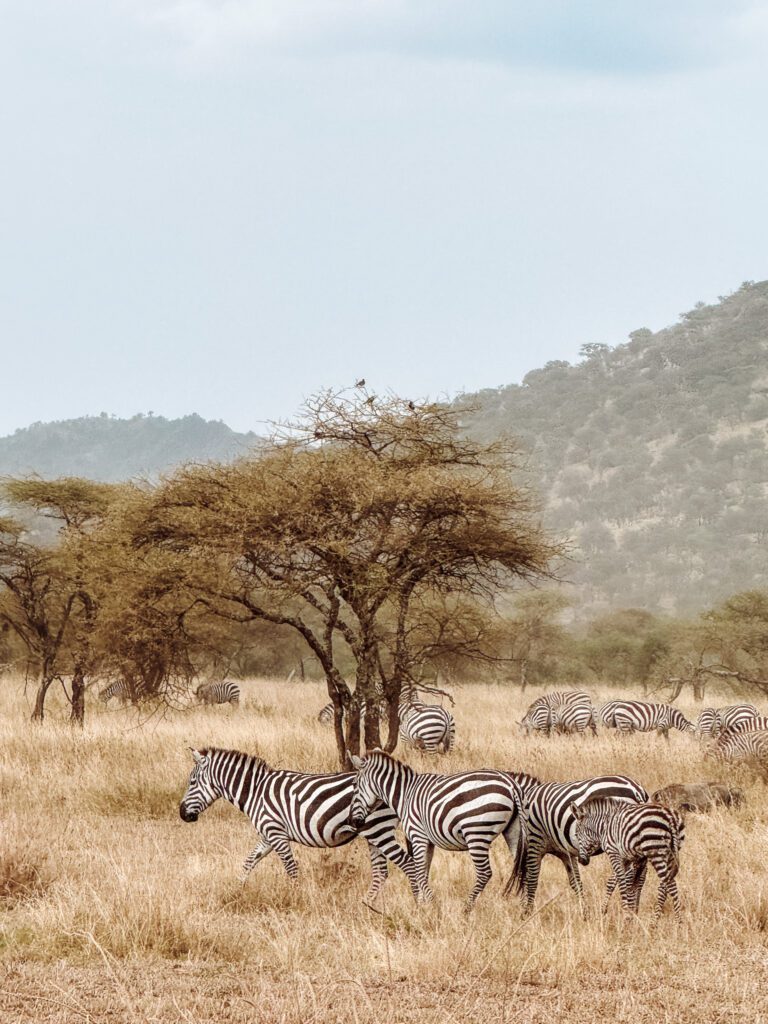 Zebra on safari in Serengeti