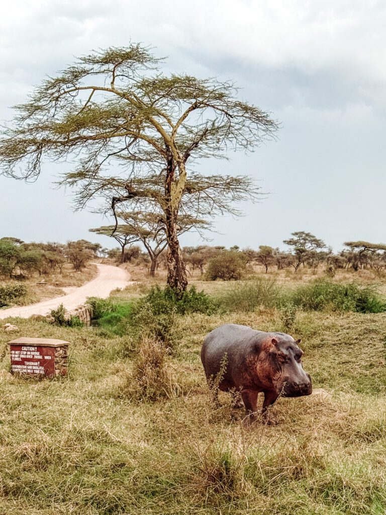 a rare hippo sighting walking around on land
