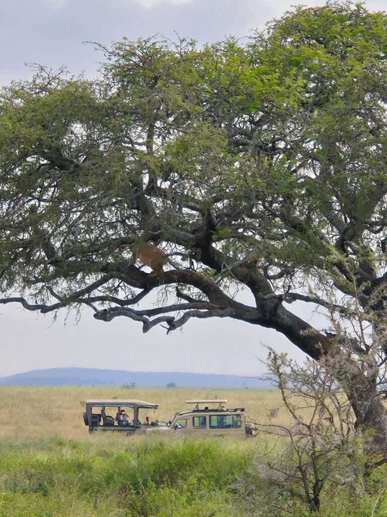 tree climbing lion in Serengeti Safari