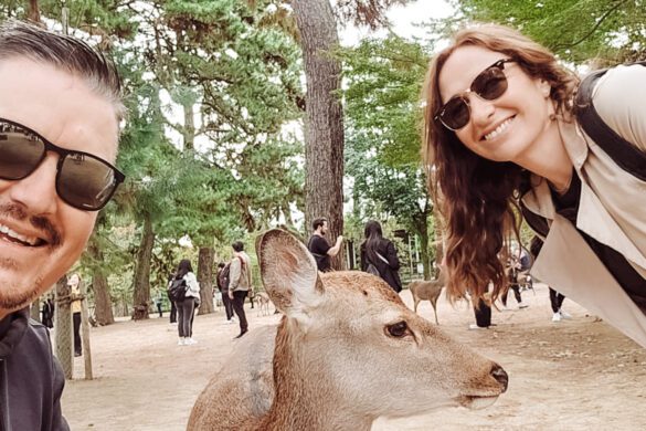 Nara Deer: The Ultimate Guide to Japan’s Famous Fawn-Filled Park