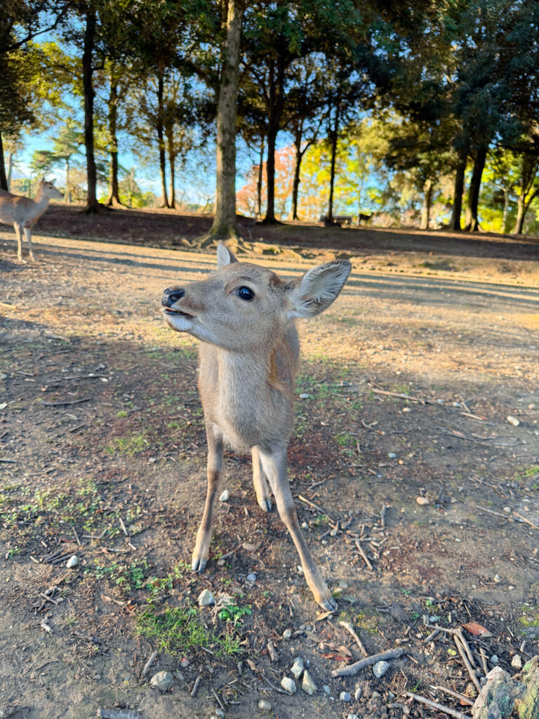 nara deer