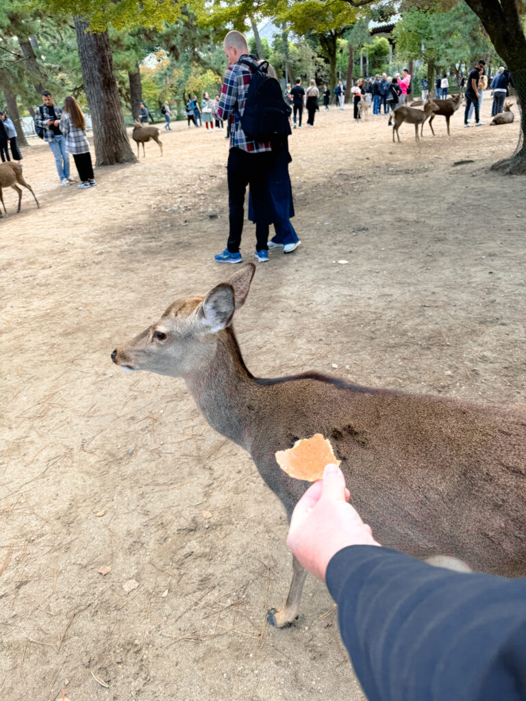 feeding the nara deer
