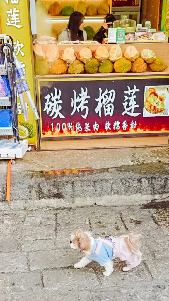 cute dogs in Lijian Yunnan China