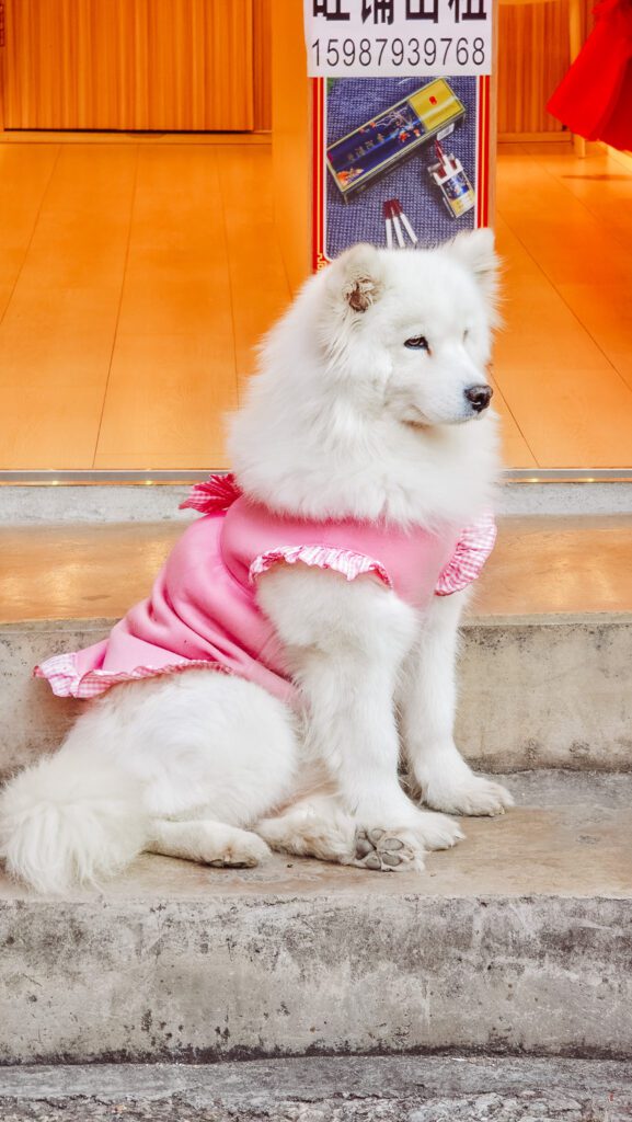 cute dogs in Lijian Yunnan China