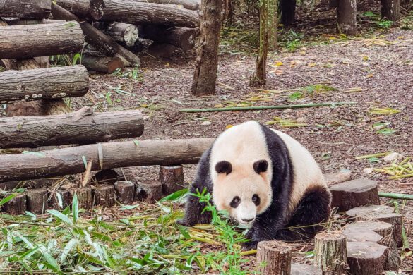 Is Chengdu Worth Visiting? China’s Most Underrated City (Pandas, Food & What to Expect)