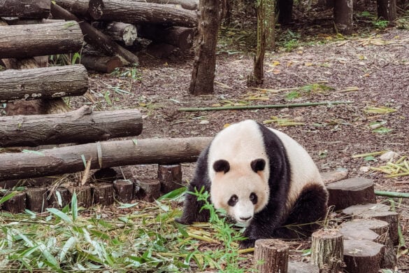 Chengdu Research Base of Giant Panda Breeding: How to Visit, Best Time & What to Expect
