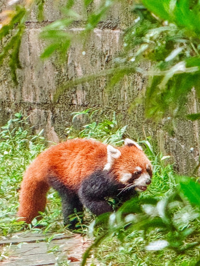 chengdu china panda research centre