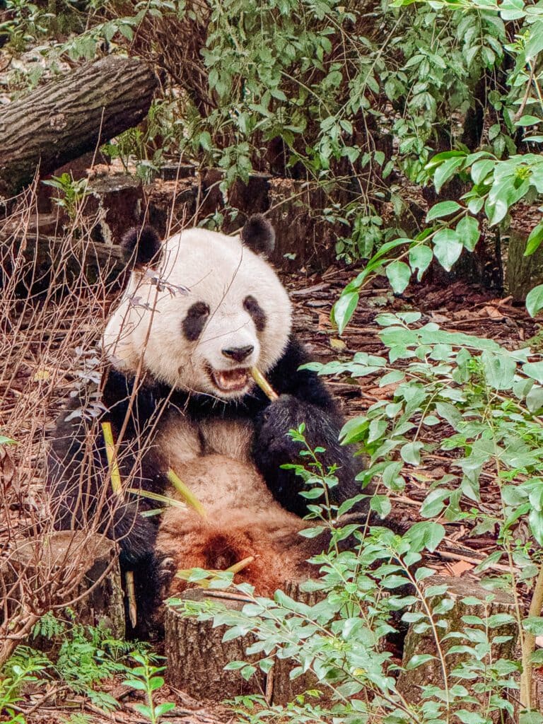 chengdu china panda research centre