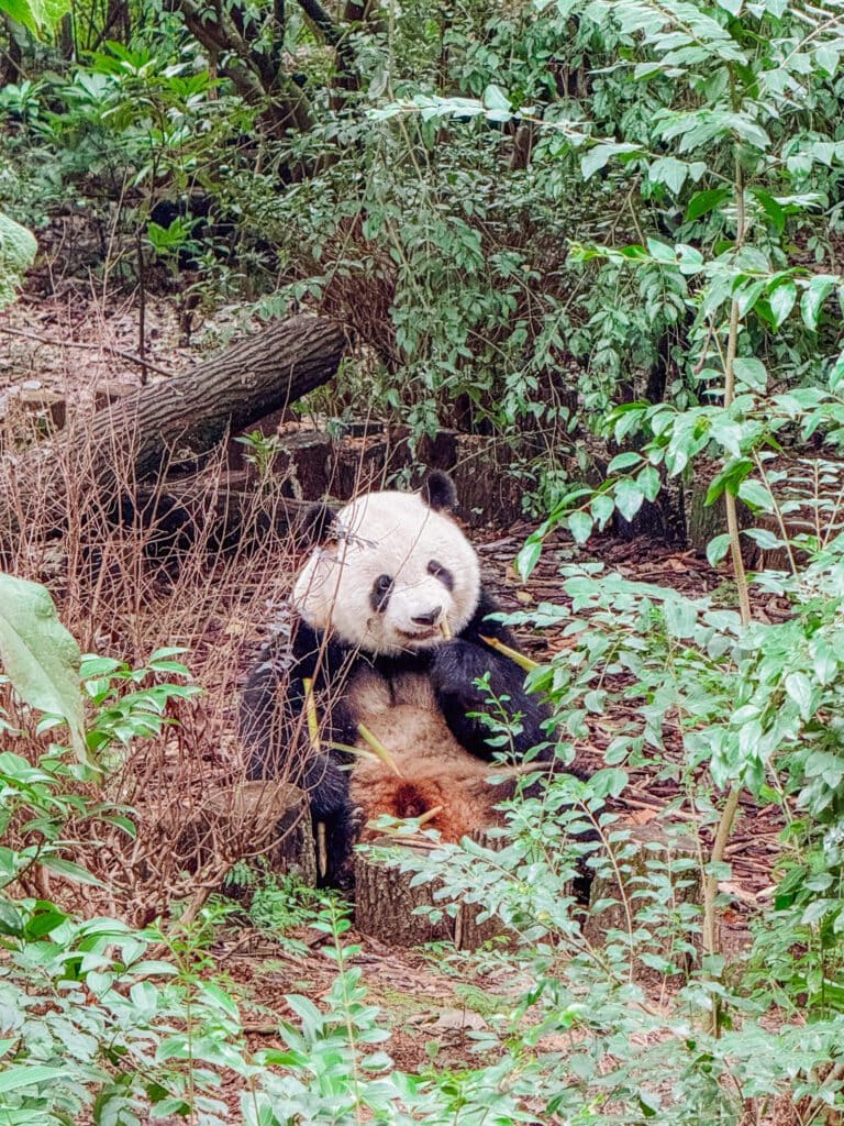 chengdu china panda research centre
