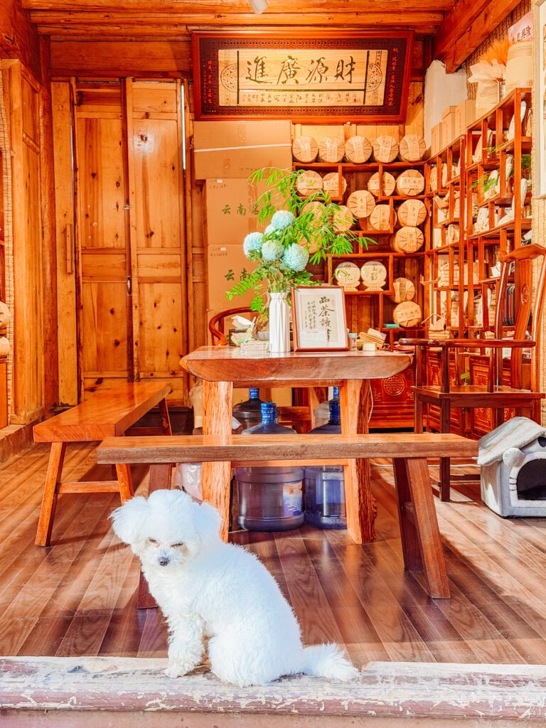 cute dogs in Lijian Yunnan China