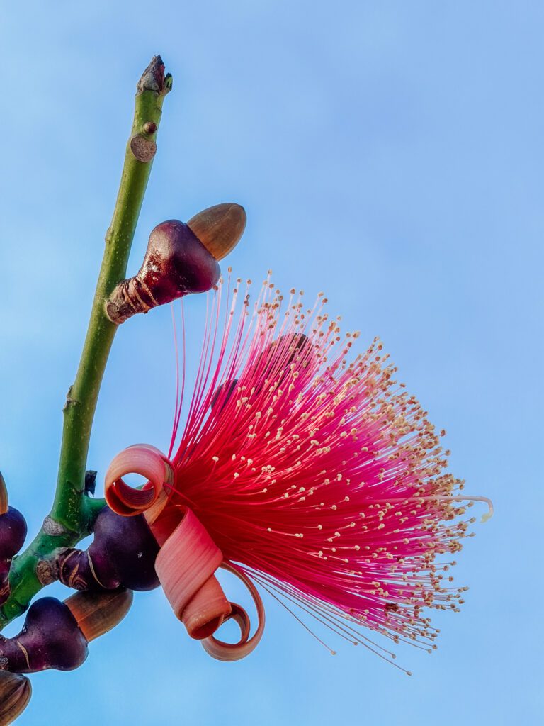 native flowers and trees are returning to ocean cay bahamas due to the rejuvenation by msc cruises