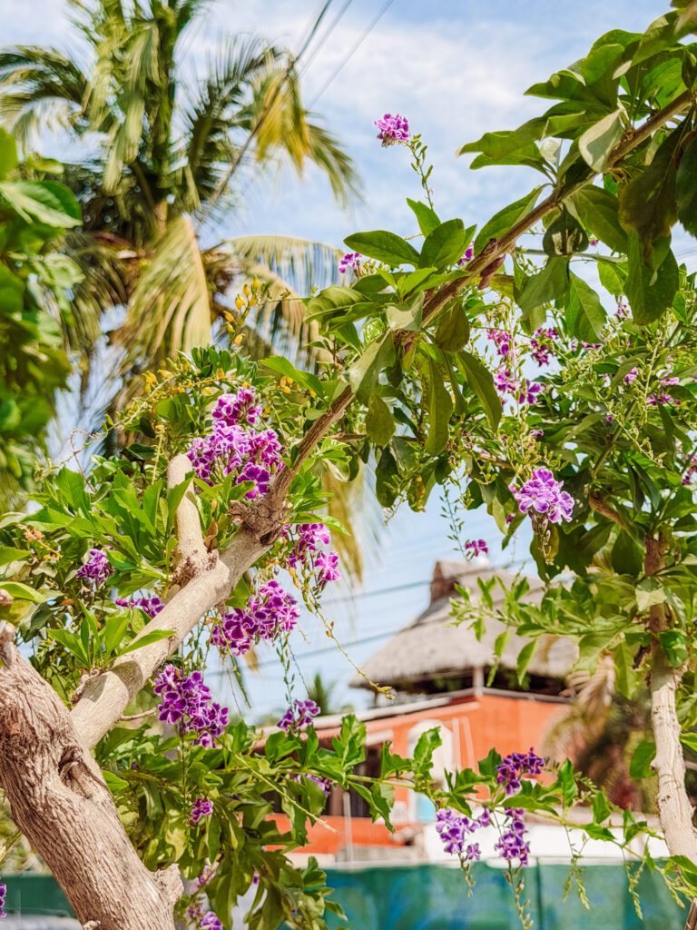 gardens in the streets of san pancho near sayulita