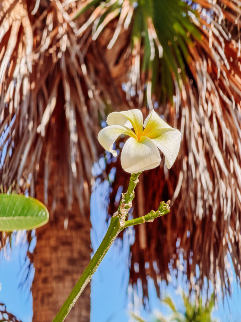 frangipani flowers on ocean cay bahamas