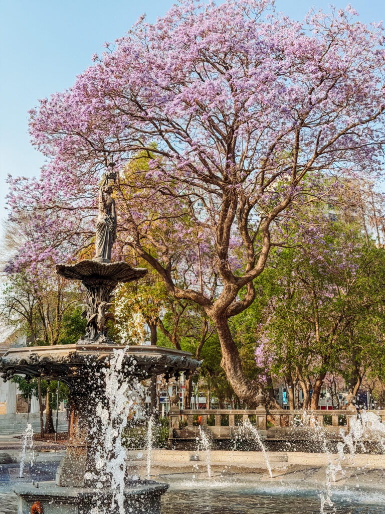 there are so many gardens in mexico city that are easy to relax in